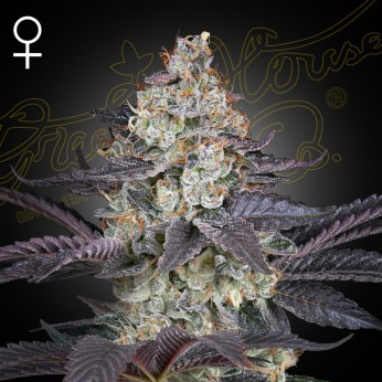 Ztrawberry (F)