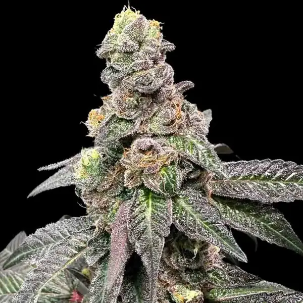 Banana Nut Bread (F)