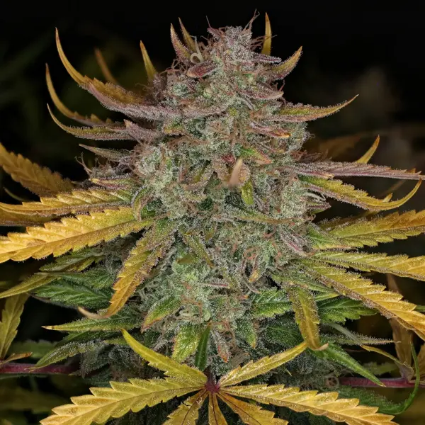 Deep Space 91 Auto [LIMITED EDITION]