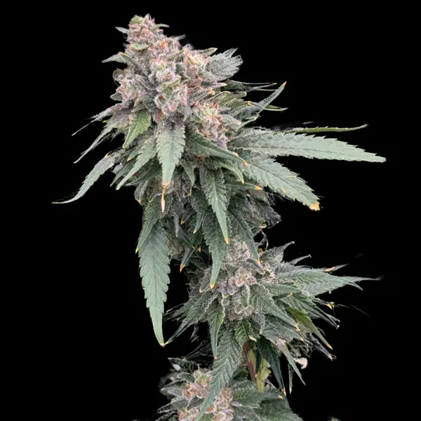 Galactic Guava FAST (F)