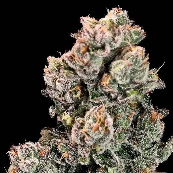 Slurpicane FAST (F)