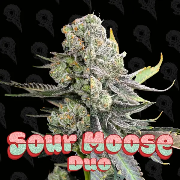 Sour Moose Duo (F) [LIMITED]
