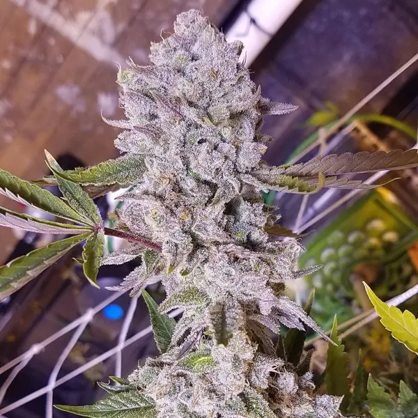 Platinum Gorilla (F)