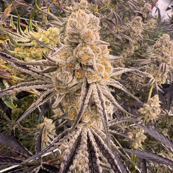 Platinum IX (F) [LIMITED]