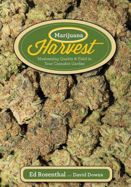 Marijuana Harvest – Maximizing Quality & Yield in your Cannabis Garden