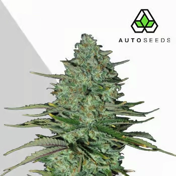 Apple Fritters Auto