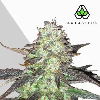 Ghost Train Haze Auto