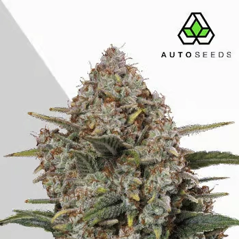 Gorilla Cookies Auto