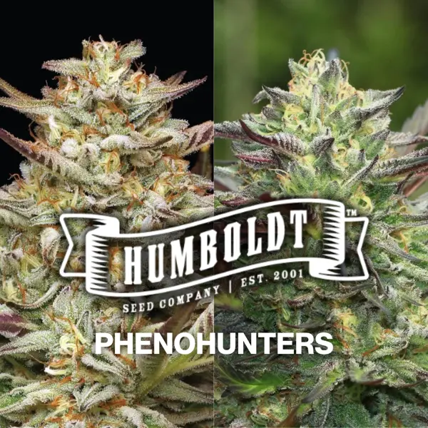 Auto XL Auto