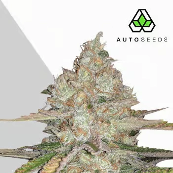 Pineapple Express Auto
