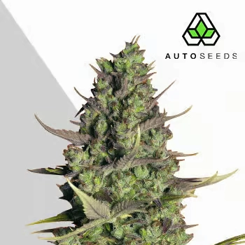Wedding Cake Auto