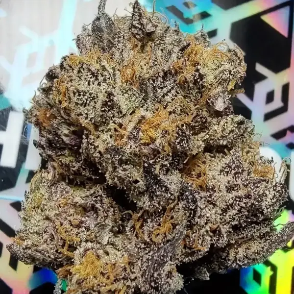 Demon King x Winter Storm (F)