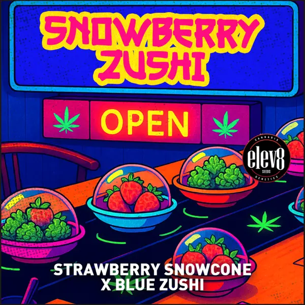 Snowberry Zushi (F)