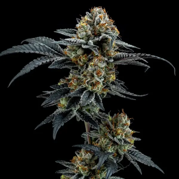 Gorilla Cookies (F)