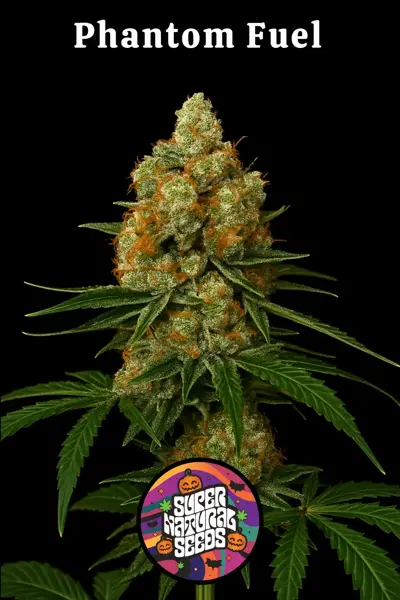 Phantom Fuel (F) [LIMITED]
