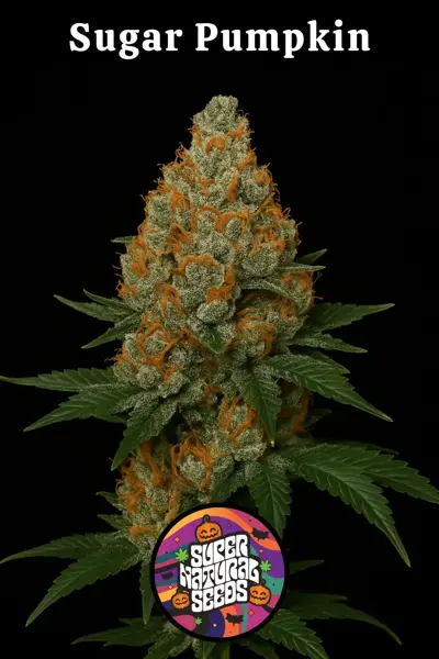 Sugar Pumpkin (F) [LIMITED]