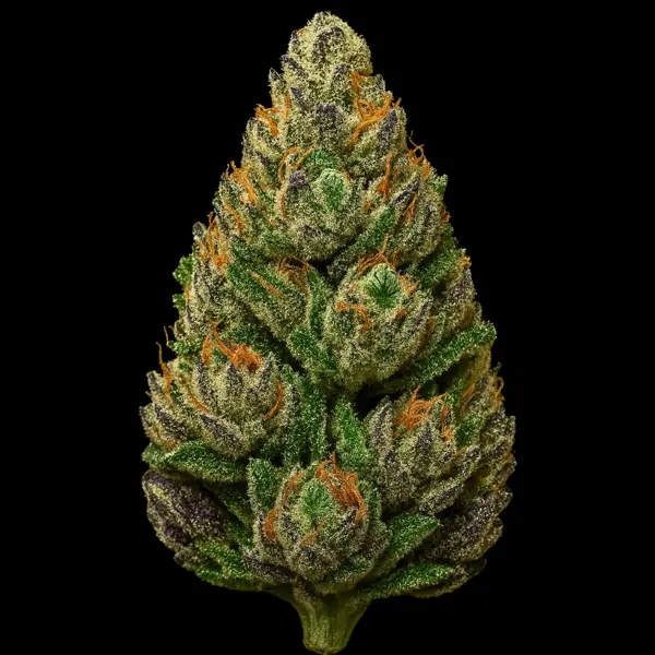 Hellberry OG (F)
