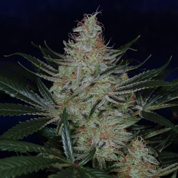 Jack the Ripper BX (R)