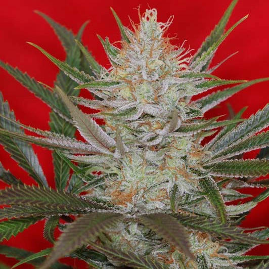 Jack the Ripper F3 (R)
