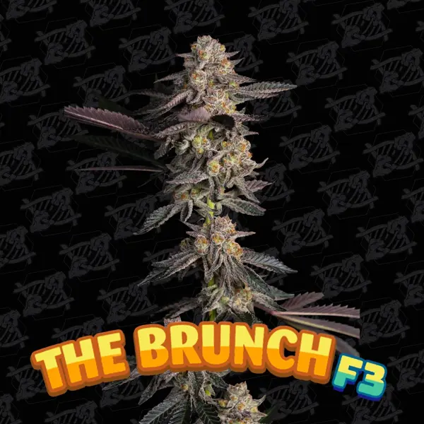 The Brunch F3 (R)