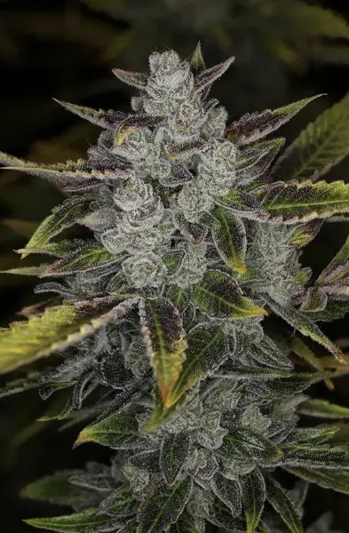 Wizard’s Apprentice F4 Auto