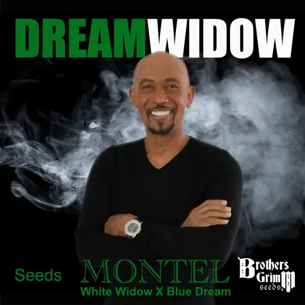 Montel’s Dream Widow (F)