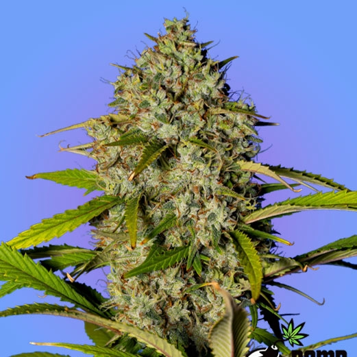 Blue Dream Bomb (F)