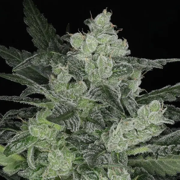 Bourbon Berry Auto