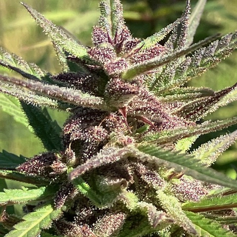 CBD Balance II (R)
