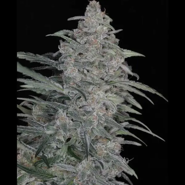 Cosmo Auto