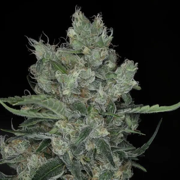 Dirty Martini Auto