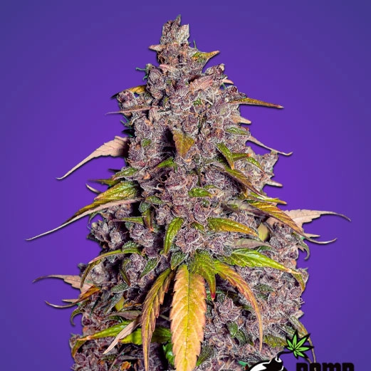 Double Purple Bomb (F)