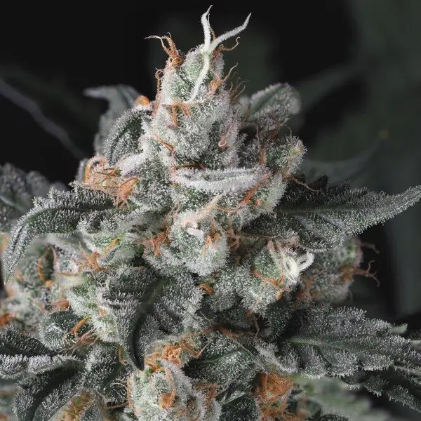 Double Whiskey Sour Auto