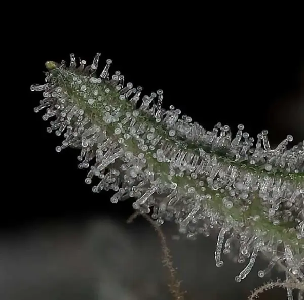 Mint Julep Auto