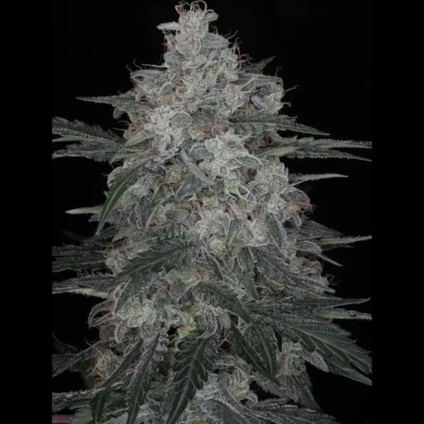 Sangria Auto