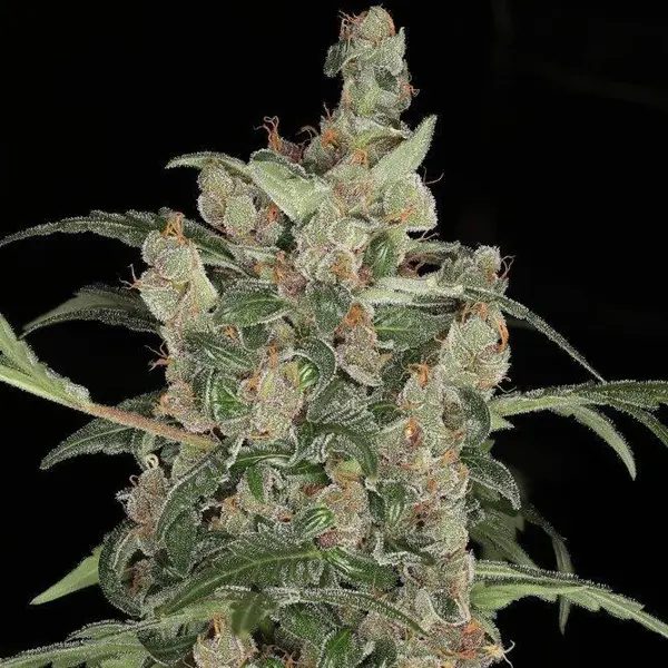 Tequila Sunrise Auto