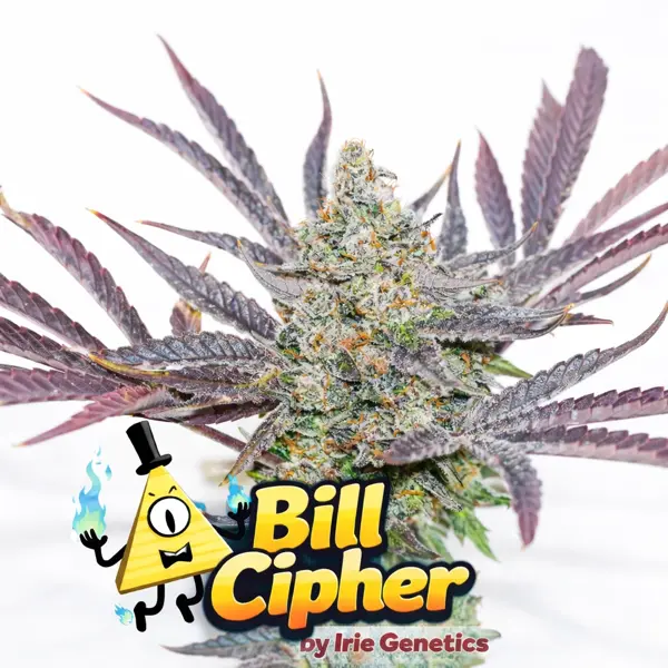 Bill Cipher (F)