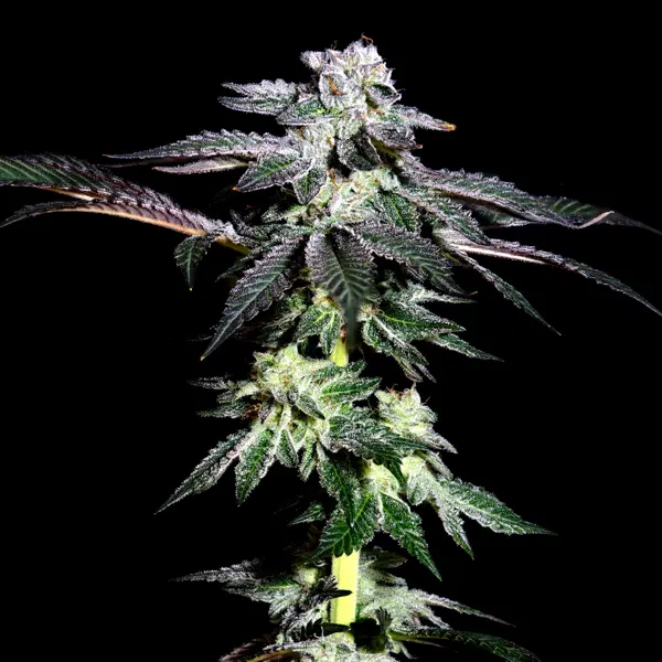 Blue Razz (R)