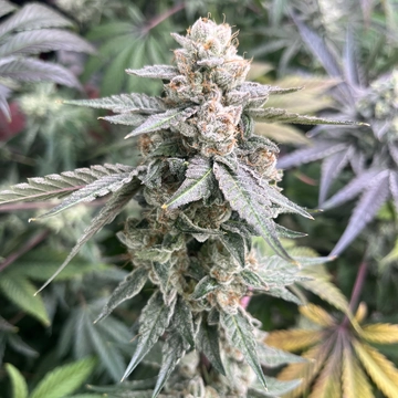 Chemical Soul (F)