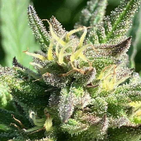 Irie Tristar (R)