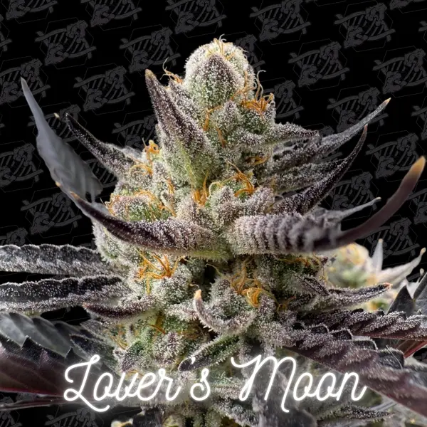 Lover’s Moon (F)