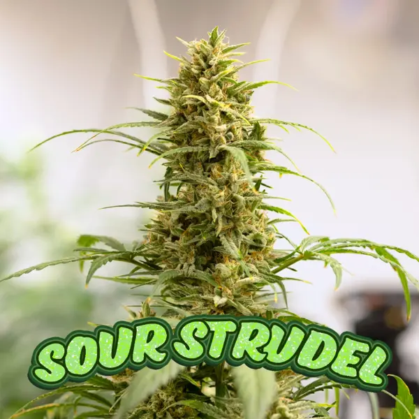 Sour Strudel Auto [LIMITED]