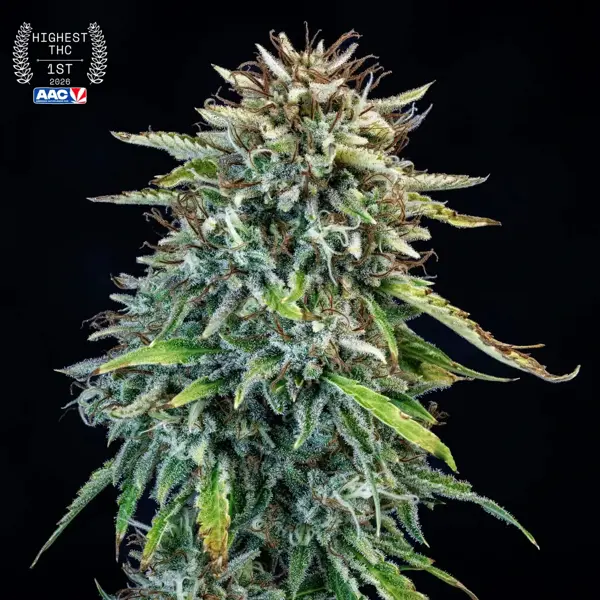 505 Headbanger Auto