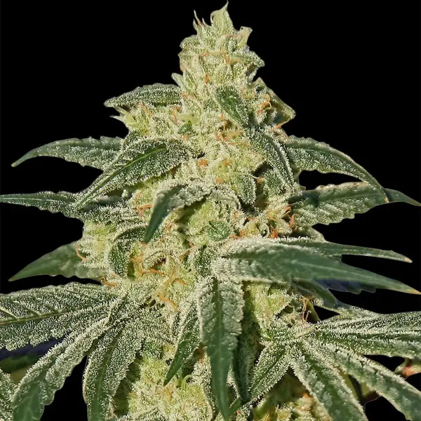 Afghan Hash Plant (R)