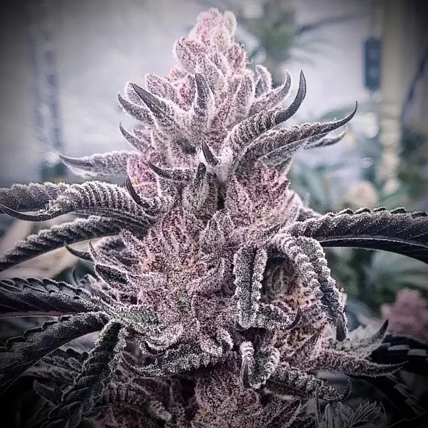 Angel’s Rest (F)
