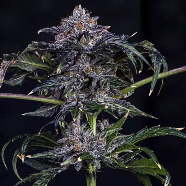 Appletizing Auto