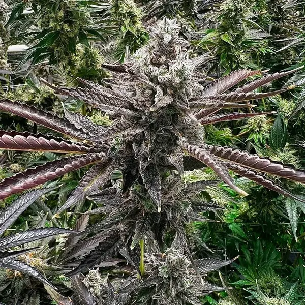 Cherry Cosmo (F)