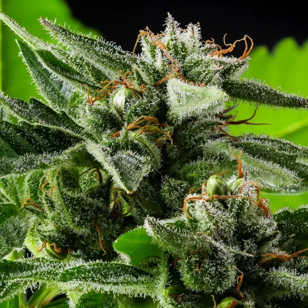 Ed Rosenthal Super Duper Skunk (F)