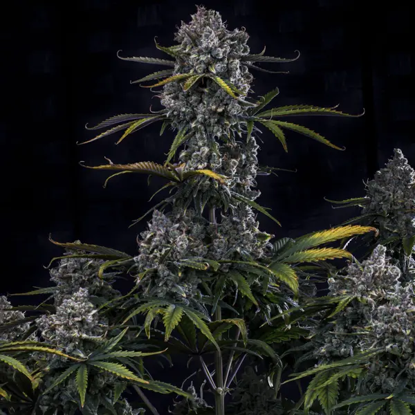 HubbaBubbaHaze Auto