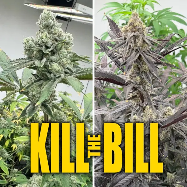 Kill the Bill (F)